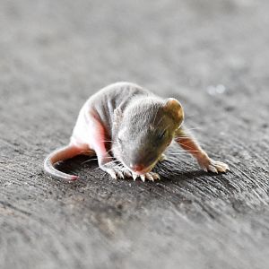 Subtropical Antechinus joey