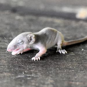 Subtropical Antechinus joey