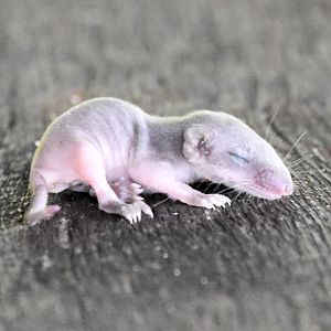 Subtropical Antechinus joey