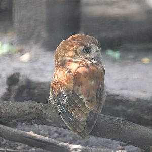 Eastern Screech Owl red morph
