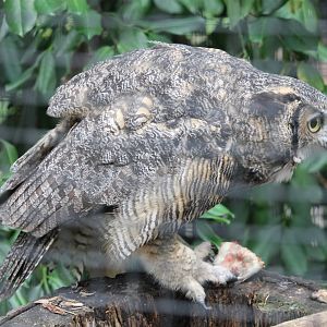 Great Horned Owl with meal