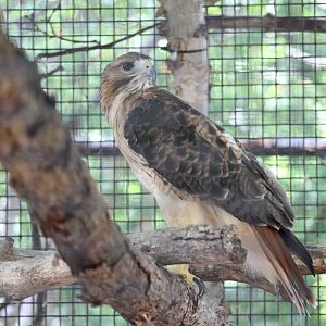 Red-Tailed Hawk (Buteo jamaicensis)