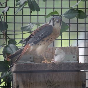 American Kestrel with lunch
