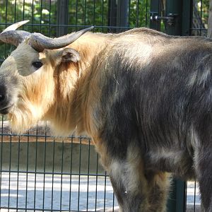 [2022] Sichuan takin