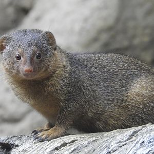 [2022] Dwarf mongoose