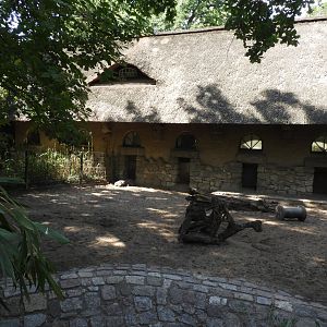 [2022] Babirusa and domestic pig enclosure