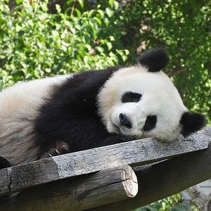 [2022] Giant panda