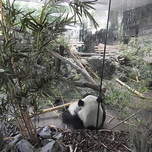 [2022] Giant panda indoor area