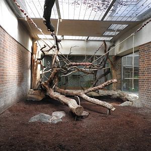 [2022] Hanuman langur indoor enclosure