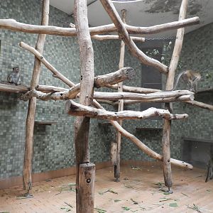 [2022] Toque macaque indoor enclosure