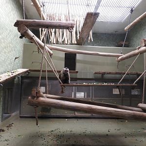 [2022] Wedge-capped capuchin indoor enclosure