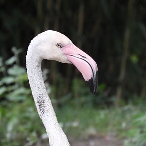 [2022] Greater flamingo