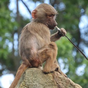 [2022] Young hamadryas baboon