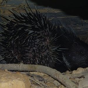 Malayan porcupine (Hystrix brachyura)