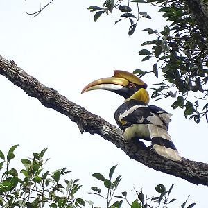 Great hornbill (Buceros bicornis)