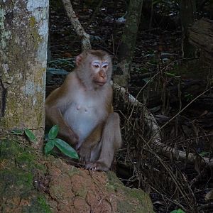 Northern pig-tailed macaque (Macaca leonina)