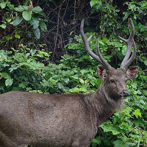 Sambar deer (Rusa unicolor)