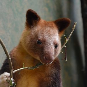 Goodfellow's tree-kangaroo (Dendrolagus goodfellowi buergersi)