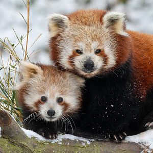 Red panda (Ailurus fulgens)
