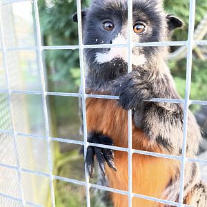 White-Lipped Tamarin