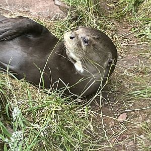 Male Giant Otter, Carlos having a rest