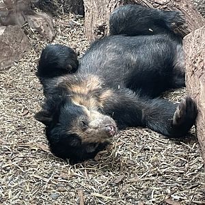 Andean Bear having a snooze