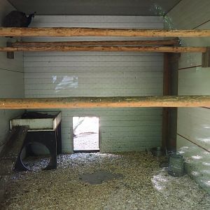 Blue peafowl coop, 2023-06-24