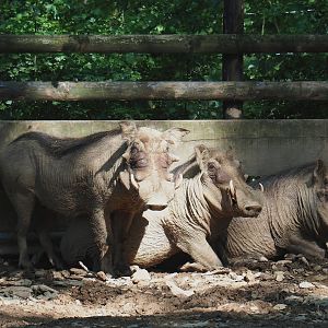 Warthogs (Phacochoerus africanus), 2023-06-24
