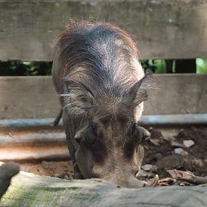 Warthog (Phacochoerus africanus), 2023-06-24
