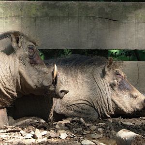 Warthogs (Phacochoerus africanus), 2023-06-24