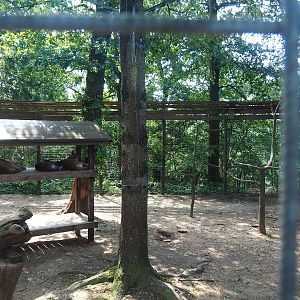 Cougar exhibit, 2023-06-24