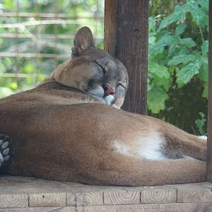 Cougar (Puma concolor), 2023-06-24