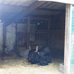 Domestic Yak barn, 2023-06-24