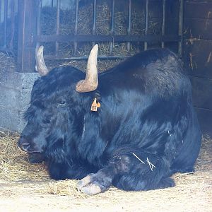 Domestic Yak (Bos grunniens), 2023-06-24