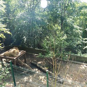 White lion exhibit, 2023-06-24