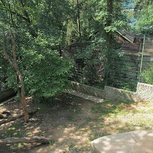 White lion exhibit, 2023-06-24