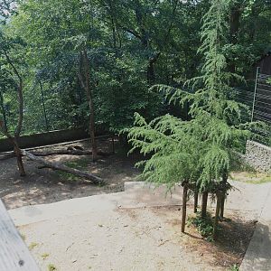 White lion exhibit, 2023-06-24