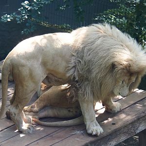 White lion (Panthera leo), 2023-06-24
