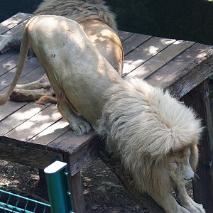 White lion (Panthera leo), 2023-06-24