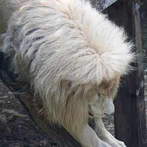 White lion (Panthera leo), 2023-06-24