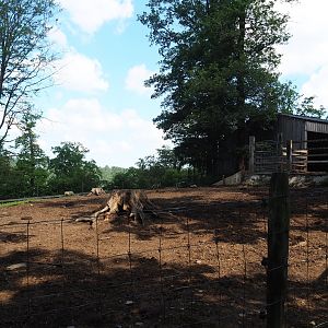 Domestic water buffalo paddock, 2023-06-24