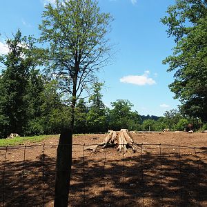 Domestic water buffalo paddock, 2023-06-24
