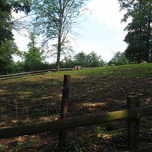 Domestic water buffalo paddock, 2023-06-24