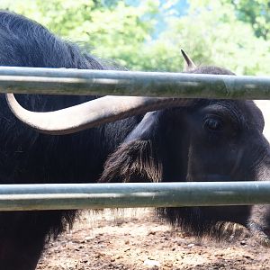 Domestic water buffalo (Bubalus bubalis), 2023-06-24