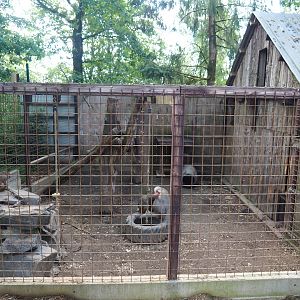 Hamadryas baboon cage, 2023-06-24