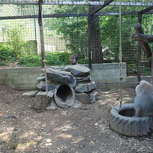 Hamadryas baboon cage, view through side of exhibit, 2023-06-24