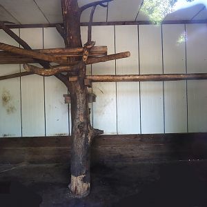 Hamadryas baboon indoor housing, 2023-06-24