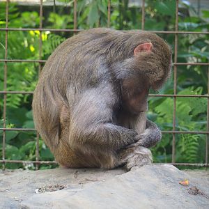 Hamadryas baboon (Papio hamadryas), 2023-06-24