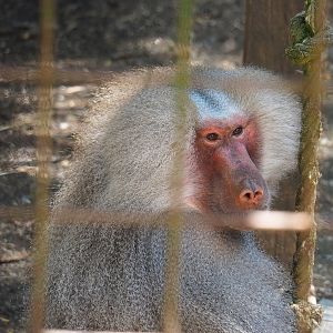 Hamadryas baboon (Papio hamadryas), 2023-06-24