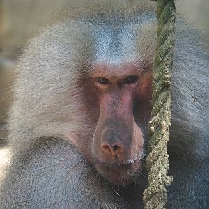 Hamadryas baboon (Papio hamadryas), 2023-06-24